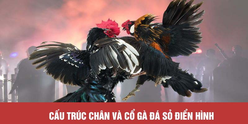 Cấu trúc chân và cổ gà đá sỏ điển hình