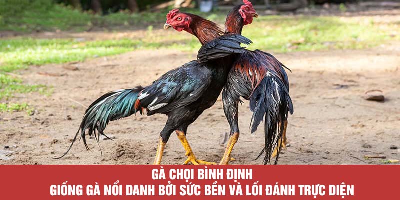 Gà chọi Bình Định – giống gà nổi danh bởi sức bền và lối đánh trực diện