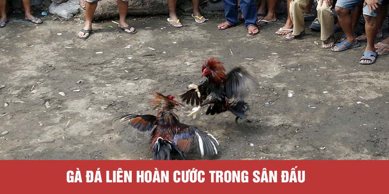Gà đá liên hoàn cước trong sân đấu