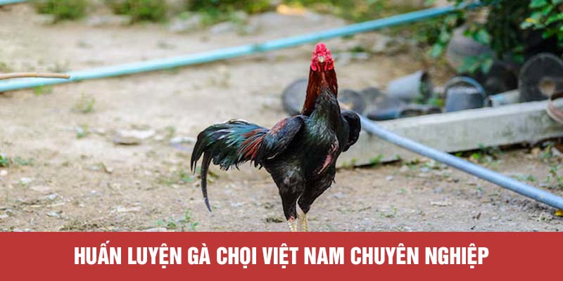 Huấn luyện gà chọi Việt Nam chuyên nghiệp