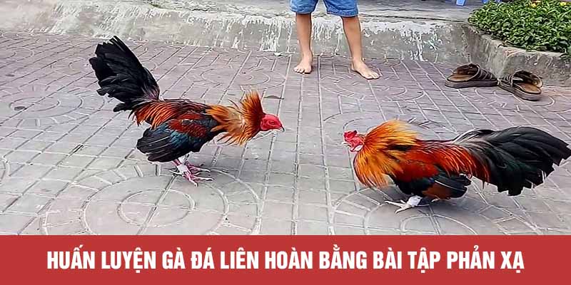 Huấn luyện gà đá liên hoàn bằng bài tập phản xạ