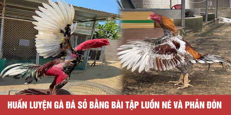 Huấn luyện gà đá sỏ bằng bài tập luồn né và phản đòn