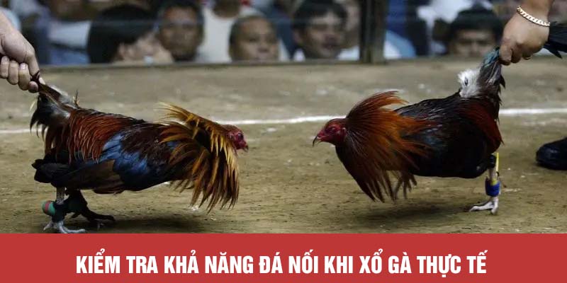 Kiểm tra khả năng đá nối khi xổ gà thực tế