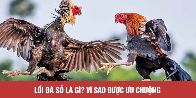 Lối đá sỏ là gì? Vì sao được ưu chuộng