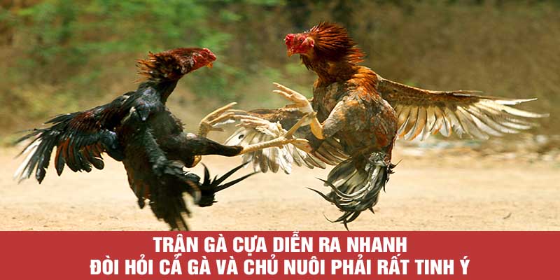 Trận gà cựa diễn ra nhanh, đòi hỏi cả gà và chủ nuôi phải rất tinh ý